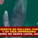 AVISTAMIENTO DE BALLENA JOROBADA Y SU CRÍA IMPRESIONA EN LA BAHÍA DE SANTA LUCÍA, ACAPULCO