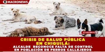 CRISIS DE SALUD PÚBLICA EN CHIQUILÁ: ALCALDE RECONOCE FALTA DE CONTROL EN POBLACIÓN DE PERROS CALLEJEROS