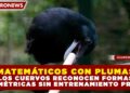 ¿MATEMÁTICOS CON PLUMAS? LOS CUERVOS RECONOCEN FORMAS GEOMÉTRICAS SIN ENTRENAMIENTO PREVIO
