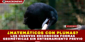 ¿MATEMÁTICOS CON PLUMAS? LOS CUERVOS RECONOCEN FORMAS GEOMÉTRICAS SIN ENTRENAMIENTO PREVIO