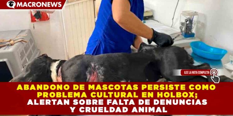 ABANDONO DE MASCOTAS PERSISTE COMO PROBLEMA CULTURAL EN HOLBOX; ALERTAN SOBRE FALTA DE DENUNCIAS Y CRUELDAD ANIMAL