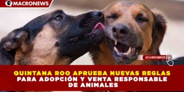 QUINTANA ROO APRUEBA NUEVAS REGLAS PARA ADOPCIÓN Y VENTA RESPONSABLE DE ANIMALES