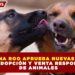 QUINTANA ROO APRUEBA NUEVAS REGLAS PARA ADOPCIÓN Y VENTA RESPONSABLE DE ANIMALES