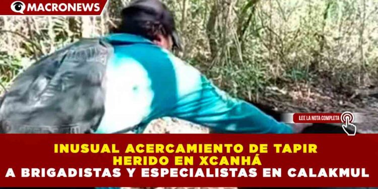 INUSUAL ACERCAMIENTO DE TAPIR HERIDO EN XCANHÁ MOVILIZA A BRIGADISTAS Y ESPECIALISTAS EN CALAKMUL