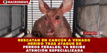 RESCATAN EN CANCÚN A VENADO HERIDO TRAS ATAQUE DE PERROS FERALES; YA RECIBE ATENCIÓN ESPECIALIZADA