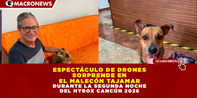 BUSCAN A «ARTEMISA»: DENUNCIAN DESAPARICIÓN DE PERRITA ADOPTADA EN PLAYA DEL CARMEN; EL ADOPTANTE SE NIEGA A DAR INFORMACIÓN