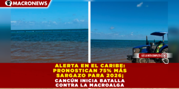 ALERTA EN EL CARIBE: PRONOSTICAN 75% MÁS SARGAZO PARA 2026; CANCÚN INICIA BATALLA CONTRA LA MACROALGA