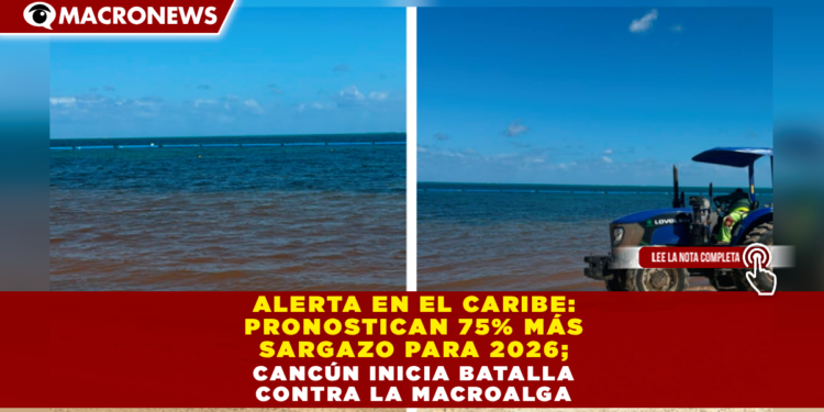 ALERTA EN EL CARIBE: PRONOSTICAN 75% MÁS SARGAZO PARA 2026; CANCÚN INICIA BATALLA CONTRA LA MACROALGA