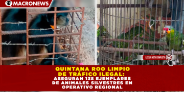 QUINTANA ROO «LIMPIO» DE TRÁFICO ILEGAL: PROFEPA ASEGURA 138 EJEMPLARES DE ANIMALES SILVESTRES EN OPERATIVO REGIONAL DEL SURESTE