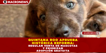 QUINTANA ROO APRUEBA HISTÓRICA REFORMA: REGULAN VENTA DE MASCOTAS Y PRIORIZAN LA ADOPCIÓN GRATUITA