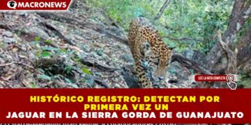 HISTÓRICO REGISTRO: DETECTAN POR PRIMERA VEZ UN JAGUAR EN LA SIERRA GORDA DE GUANAJUATO