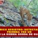 HISTÓRICO REGISTRO: DETECTAN POR PRIMERA VEZ UN JAGUAR EN LA SIERRA GORDA DE GUANAJUATO