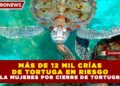 MÁS DE 12 MIL CRÍAS DE TORTUGA EN RIESGO EN ISLA MUJERES POR CIERRE DE TORTUGRANJA
