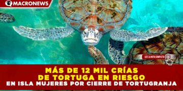MÁS DE 12 MIL CRÍAS DE TORTUGA EN RIESGO EN ISLA MUJERES POR CIERRE DE TORTUGRANJA
