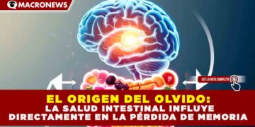 EL ORIGEN DEL OLVIDO: LA SALUD INTESTINAL INFLUYE DIRECTAMENTE EN LA PÉRDIDA DE MEMORIA