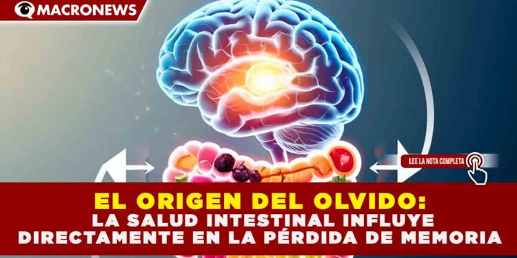 EL ORIGEN DEL OLVIDO: LA SALUD INTESTINAL INFLUYE DIRECTAMENTE EN LA PÉRDIDA DE MEMORIA