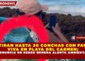 RETIRAN HASTA 20 CONCHAS CON FAUNA VIVA EN PLAYA DEL CARMEN; DENUNCIA EN REDES GENERA ALERTA AMBIENTAL