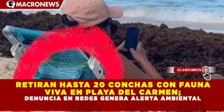 RETIRAN HASTA 20 CONCHAS CON FAUNA VIVA EN PLAYA DEL CARMEN; DENUNCIA EN REDES GENERA ALERTA AMBIENTAL