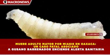 MUERE ADULTO MAYOR POR MIASIS EN OAXACA:  UN CASO FATAL ASOCIADO A GUSANO BARRENADOR ENCIENDE ALERTA SANITARIA