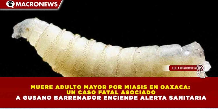 MUERE ADULTO MAYOR POR MIASIS EN OAXACA:  UN CASO FATAL ASOCIADO A GUSANO BARRENADOR ENCIENDE ALERTA SANITARIA