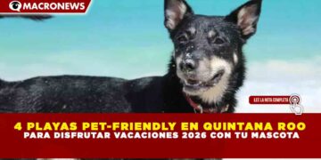 4 PLAYAS PET-FRIENDLY EN QUINTANA ROO PARA DISFRUTAR VACACIONES 2026 CON TU MASCOTA