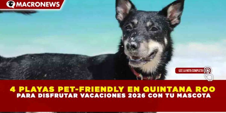 4 PLAYAS PET-FRIENDLY EN QUINTANA ROO PARA DISFRUTAR VACACIONES 2026 CON TU MASCOTA