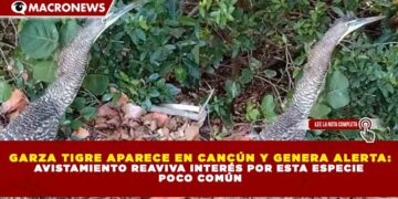 GARZA TIGRE APARECE EN CANCÚN Y GENERA ALERTA: AVISTAMIENTO REAVIVA INTERÉS POR ESTA ESPECIE  POCO COMÚN