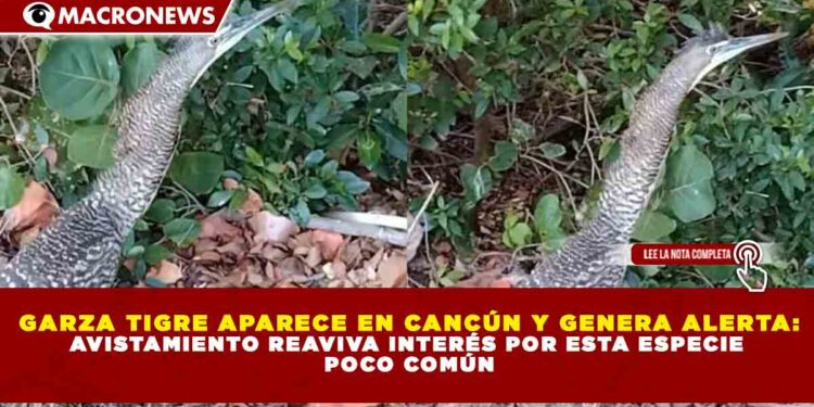 GARZA TIGRE APARECE EN CANCÚN Y GENERA ALERTA: AVISTAMIENTO REAVIVA INTERÉS POR ESTA ESPECIE  POCO COMÚN