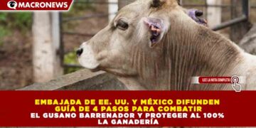 EMBAJADA DE EE. UU. Y MÉXICO DIFUNDEN GUÍA DE 4 PASOS PARA COMBATIR EL GUSANO BARRENADOR Y PROTEGER AL 100% LA GANADERÍA