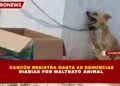 CANCÚN REGISTRA HASTA 60 DENUNCIAS DIARIAS POR MALTRATO ANIMAL