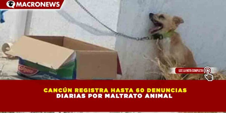 CANCÚN REGISTRA HASTA 60 DENUNCIAS DIARIAS POR MALTRATO ANIMAL