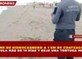 DERRAME DE HIDROCARBURO A 1 KM DE COATZACOALCOS ACUMULA MÁS DE 14 DÍAS Y DEJA 1 TORTUGA MUERTA