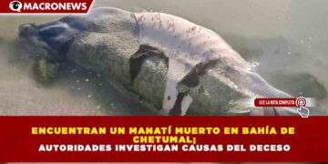 ENCUENTRAN UN MANATÍ MUERTO EN BAHÍA DE CHETUMAL; AUTORIDADES INVESTIGAN CAUSAS DEL DECESO