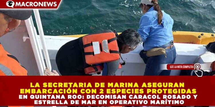 LA SECRETARIA DE MARINA ASEGURAN EMBARCACIÓN CON 2 ESPECIES PROTEGIDAS EN QUINTANA ROO: DECOMISAN CARACOL ROSADO Y ESTRELLA DE MAR EN OPERATIVO MARÍTIMO