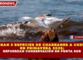 ARRIBAN 3 ESPECIES DE CHARRANES A COZUMEL EN PRIMAVERA 2026; REFUERZAN CONSERVACIÓN EN PUNTA SUR
