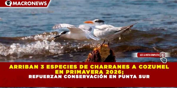 ARRIBAN 3 ESPECIES DE CHARRANES A COZUMEL EN PRIMAVERA 2026; REFUERZAN CONSERVACIÓN EN PUNTA SUR