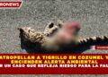 ATROPELLAN A TIGRILLO EN COZUMEL Y ENCIENDEN ALERTA AMBIENTAL POR UN CASO QUE REFLEJA RIESGO PARA LA FAUNA