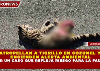 ATROPELLAN A TIGRILLO EN COZUMEL Y ENCIENDEN ALERTA AMBIENTAL POR UN CASO QUE REFLEJA RIESGO PARA LA FAUNA