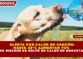 ALERTA POR CALOR EN CANCÚN: HASTA 33°C AUMENTAN 70% LOS RIESGOS DE GOLPE DE CALOR EN MASCOTAS