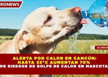 ALERTA POR CALOR EN CANCÚN: HASTA 33°C AUMENTAN 70% LOS RIESGOS DE GOLPE DE CALOR EN MASCOTAS