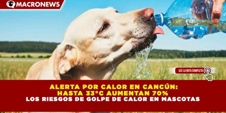 ALERTA POR CALOR EN CANCÚN: HASTA 33°C AUMENTAN 70% LOS RIESGOS DE GOLPE DE CALOR EN MASCOTAS