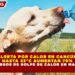 ALERTA POR CALOR EN CANCÚN: HASTA 33°C AUMENTAN 70% LOS RIESGOS DE GOLPE DE CALOR EN MASCOTAS