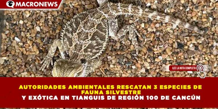 AUTORIDADES AMBIENTALES RESCATAN 3 ESPECIES DE FAUNA SILVESTRE Y EXÓTICA EN TIANGUIS DE REGIÓN 100 DE CANCÚN