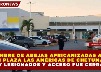 ENJAMBRE DE ABEJAS AFRICANIZADAS ATACA EN PLAZA LAS AMÉRICAS DE CHETUMAL; HAY LESIONADOS Y ACCESO FUE CERRADO