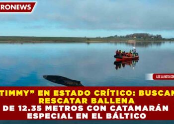 “TIMMY” EN ESTADO CRÍTICO: BUSCAN RESCATAR BALLENA DE 12.35 METROS CON CATAMARÁN ESPECIAL EN EL BÁLTICO
