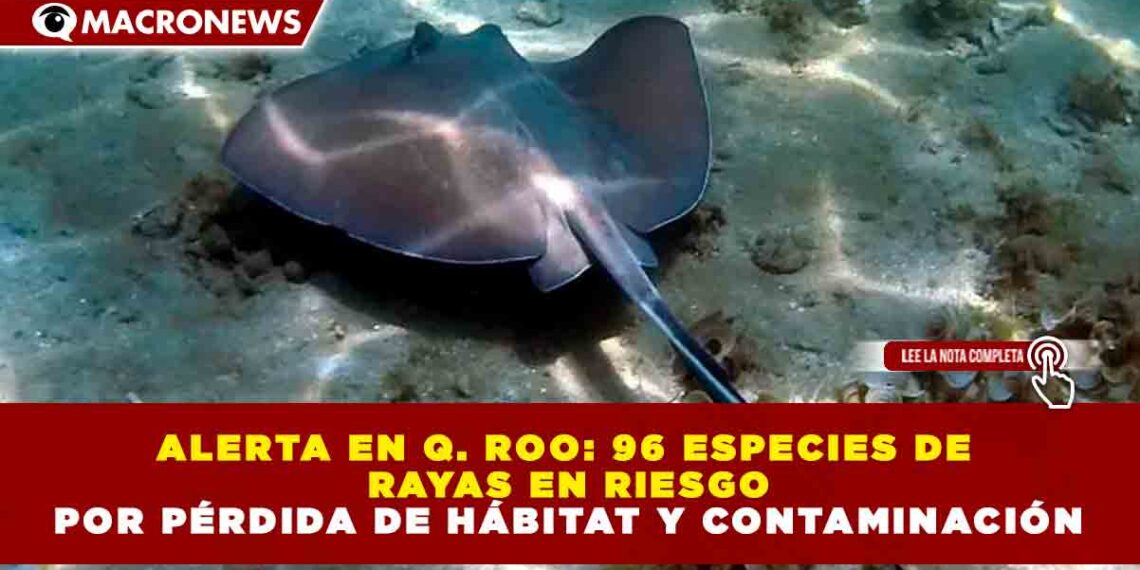 ALERTA EN Q. ROO: 96 ESPECIES DE RAYAS EN RIESGO POR PÉRDIDA DE HÁBITAT Y CONTAMINACIÓN