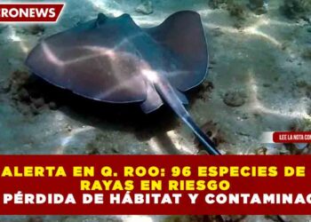 ALERTA EN Q. ROO: 96 ESPECIES DE RAYAS EN RIESGO POR PÉRDIDA DE HÁBITAT Y CONTAMINACIÓN