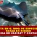 ALERTA EN Q. ROO: 96 ESPECIES DE RAYAS EN RIESGO POR PÉRDIDA DE HÁBITAT Y CONTAMINACIÓN