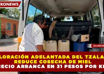 FLORACIÓN ADELANTADA DEL TZALAM REDUCE COSECHA DE MIEL PRECIO ARRANCA EN 31 PESOS POR KILO