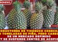 PRODUCTORES DE TIHOSUCO COSECHAN 150 TONELADAS DE PIÑA, PERO CARECEN DE UN MERCADO DEFINIDO Y SE SUSPENDE CENTRO DE ACOPIO